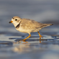 Piping Plover